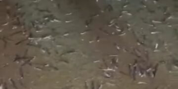 TANGKAP layar rakaman video ikan bilis mata biru yang terdampar di Pantai Pasir Bogak yang tular dalam media sosial sejak semalam.-GAMBAR MEDIA SOSIAL