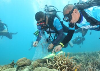 DUA penyelam melepaskan anak ikan Inggu sempena program Bidong Merdeka Dive di Pulau Bidong, Kuala Nerus, hari ini. -  UTUSAN/PUQTRA HAIRRY ROSLI