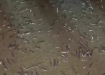 TANGKAP layar rakaman video ikan bilis terdampar di Pantai Pasir Bogak yang tular dalam media sosial baru-baru ini.-GAMBAR MEDIA SOSIAL