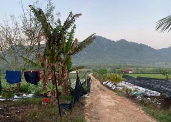 KAWASAN kebun sayur tempat dua orang pekerja asing bekerja dipercayai tercetusnya pergaduhan sehingga seorang mangsa meninggal dunia di Lebu di Bentong, Pahang. - UTUSAN/IHSAN IPD BENTONG
