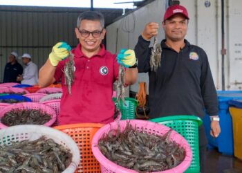 DR. Azman Ibrahim (kiri) menunjukkan sebahagian udang putih yang dihasilkan di Ladang Akuakultur Ternakan Udang Bersepadu i-Sharp di Kampung Nyatoh, Setiu, Terengganu. - UTUSAN/TENGKU DANISH BAHRI TENGKU YUSOFF
