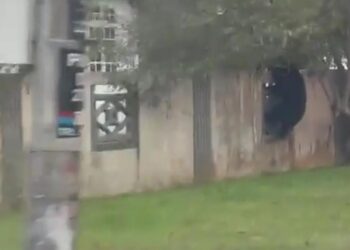 TANGKAP layar daripada video menunjukkan seekor beruang memanjat tembok sebuah rumah penduduk di Kampung Baru,  Kerteh, Kemaman, semalam. - FOTO/MEDIA SOSIAL