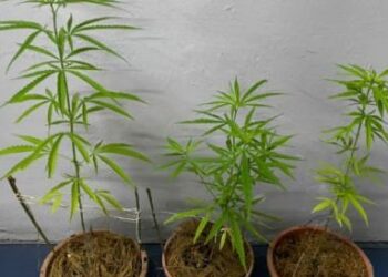 PASU yang disyaki ditanam pokok ganja dirampas polis dalam serbuan di sebuah rumah di Kampung Bukit Lembu, Kedawang, Langkawi.