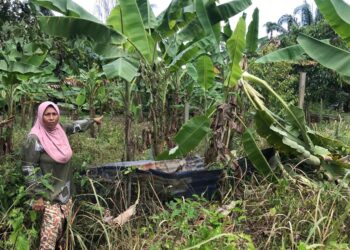SALAMAH Hamad menunjukkan pokok pisang dan pagar kebun yang dirosakkan gajah liar di Kampung Pulau Setelu, Gua Musang, Kelantan. - UTUSAN/AIMUNI TUAN LAH