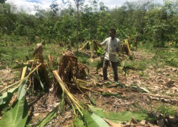 MOHAMED Ismail menunjukkan tanaman pisangnya yang tumbang diserang gajah liar di Kampung Sungai Peria,Kuala Krai, Kelantan.-UTUSAN/ROSMIZAN RESDI