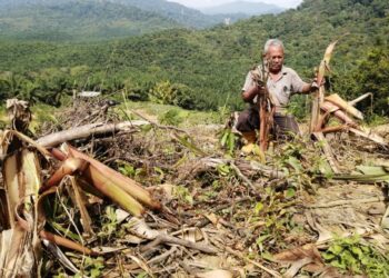 SEORANG pemilik kebun pisang, Mat Rawi Osman menunjukkan sebahagian pokok pisang yang dimusnahkan sekumpulan gajah liar di kawasan Felda Mengkawang, Hulu Terengganu, baru-baru ini.