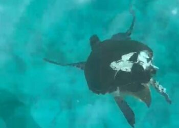 SEEKOR penyu agar jantan dewasa ditemukan cedera dipercayai terkena kipas bot di Teluk Dalam, Pulau Redang, Kuala Terengganu.