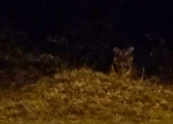 SEEKOR harimau belang ditemukan berkeliaran berhampiran laluan masuk ke Plaza Tol Dungun, Terengganu, semalam. - MEDIA SOSIAL