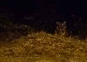 KELIBAT seekor harimau belang yang ditemukan berhampiran laluan masuk ke Plaza Tol Dungun, Dungun, Terengganu, Jumaat lalu.