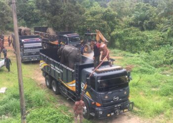 GAJAH jantan liar yang diberi nama Wea dan Sey berusia lingkungan 10 hingga 15 tahun ditangkap pada Khamis lalu selepas menceroboh kebun serta kediaman penduduk di tiga buah kampung iaitu Kampung Sungai Peria, Kampung Lepan Jenut dan Manek Urai sejak dua bulan lalu.