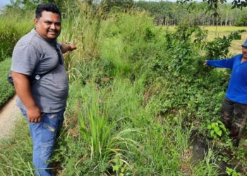 MOHD. Hassan Abd. Manaf (kiri) menunjukkan sistem peparitan yang tidak diselenggara MADA di Kampung Bukit Sireh, Pokok Sena. 
– UTUSAN/MOHD RIFAAT ABD HAMID.
