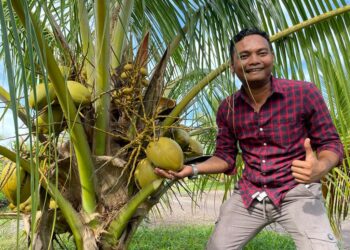 BADRUL Amin Hamzah menunjukkan hasil buah kelapa SGG yang bakal dituai untuk jualan baka dan benih di Kampung Gong Manak, Pasir Puteh, Kelantan, hari ini. -UTUSAN/TOREK SULONG.