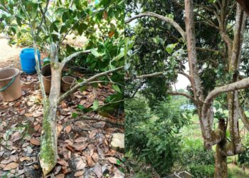 DAHAN pokok mangga yang menghempap Yap Ah Keo (kiri) dalam kejadian di Kampung Paya Rumput, Melaka.
