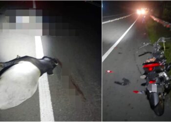 KEADAAN kemalangan yang menyebabkan seorang penunggang motosikal yang maut selepas melanggar tapir di Kilometer 17, Jalan Seremban - Kuala Pilah, dekat Ulu Bendul, Kuala Pilah malam tadi. - GAMBAR/MEDIA SOSIAL