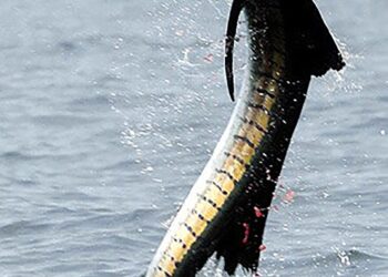 IKAN layaran menari memang mudah ditemui di Rompin. Fenomena ini tidak banyak berlaku di mana-mana perairan lain di dunia. – FACEBOOK RPBIC