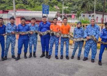 SEEKOR ular sawa seberat 120 kilogram yang ditangkap anggota APM Kuala Pilah di Kampung Juasseh Kapitan, Kuala Pilah, tengah malam tadi. - GAMBAR/IHSAN APM