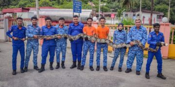 SEEKOR ular sawa seberat 120 kilogram yang ditangkap anggota APM Kuala Pilah di Kampung Juasseh Kapitan, Kuala Pilah, tengah malam tadi. - GAMBAR/IHSAN APM