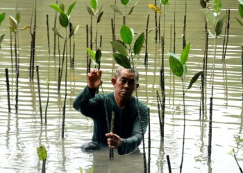 ABDUL Rahman Sulong memeriksa pokok bakau yang ditanam di bekas kolam undang di Pulau Tanjung Surat, Kota Tinggi disini. -UTUSAN/RAJA JAAFAR ALI