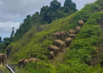 SEKUMPULAN gajah mendaki kawasan berbukit di Jalan Tasik Kenyir, Hulu Terengganu, hari ini. - FACEBOOK/DANITA DAMIA