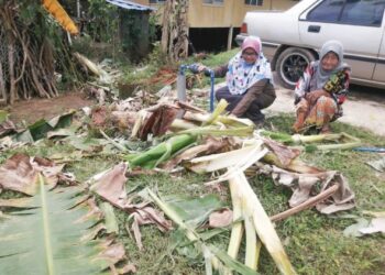 SURIATI Kasim (kiri) menunjukkan sebahagian pokok pisang yang ditanam berdekatan rumahnya dimusnahkan sekumpulan gajah liar di Kampung Basung, Hulu Terengganu. – UTUSAN/NOOR HAYATI MAMAT