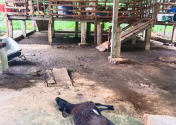 SEEKOR kambing peliharaan penduduk yang menjadi mangsa serangan harimau dahan di Kampung Lintang, Mukim Belantik, Sik. - UTUSAN/NORLIA RAMLI