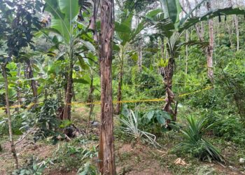 KAWASAN kebun pisang berdekatan kediaman mangsa, Wak Angkat Yok Tong yang diserang kawanan gajah liar di Kampung Simoi Baru, Pos Betau di Lipis, Pahang.