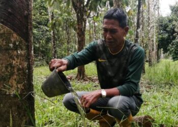 DAHLAN Duel mencurah air yang bertakung dalam cawan getah selepas hujan di kebunnya di Kampung Pasir Nering, Hulu Terengganu, semalam. – UTUSAN/NOOR HAYATI MAMAT