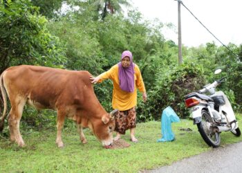 SEORANG penduduk terpaksa berulang-alik sejauh dua kilometer untuk memberi lembunya makan selepas kawasan rumahnya ditenggelami banjir di Rantau Panjang, Kelantan. - UTUSAN/KAMARUL BIMSI KAMARUZAMAN