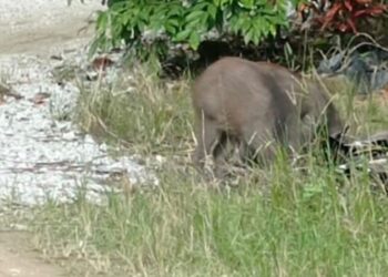 DUA ekor babi hutan yang sempat dirakam ketika berkeliaran di kawasan kediaman penduduk Kampung Pasir Sotong di Pasir Puteh, Kelantan hari ini-UTUSAN/TOREK SULONG