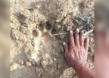 GAMBAR tular penemuan tapak kaki harimau belang yang didakwa di Batu Kikir, Jempol.