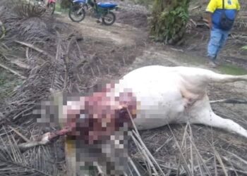 SEEKOR anak lembu ditemukan mati di ladang Felda Ulu Denga, semalam.