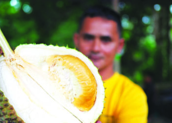 AHMAD Mustapha menunjukkan ulas dan isi Damak King yang menjadi rebutan ramai pelanggan di Kampung Damak di Jerantut, Pahang. – MINGGUAN/HARIS FADILAH AHMAD