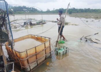 MOHD. Nor Besar membersihkan kebun cili yang diusahakannya musnah dalam kejadian banjir di Kampung Durian Mentangau, Dungun, Terengganu, hari ini.