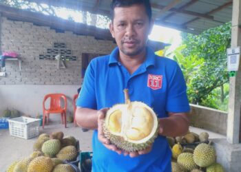 RAMLI Mustapha menunjukkan isi buah durian bola di gerai buah-buahan Kampung Damak di Jerantut, Pahang. - UTUSAN/HARIS FADILAH AHMAD