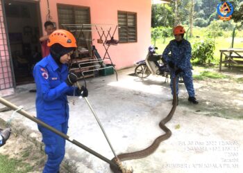 ANGGOTA APM menangkap seekor ular tedung selar yang memasuki sebuah rumah di Kuarters JPS, Ulu Bendul, Kuala Pilah, Negeri Sembilan, semalam.-GAMBAR/IHSAN APM.