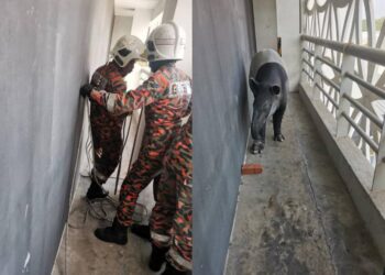 SEEKOR tapi sesat di aras lima tempat meletak kenderaan sebuah hotel mewah di Banda Hilir, Melaka.