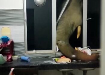 SEEKOR gajah bertindak memecah tingkap dapur untuk mengambil makanan dalam kejadian di Felda Aring 8, Gua Musang, Kelantan.-UTUSAN/IHSAN PENDUDUK