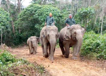 KEHADIRAN Abot dan Rambai membantu melancarkan operasi pemindahan gajah jantan liar di Kampung Sungai Taku, Pasir Kelang, Kuala Krai, Kelantan hari ini-UTUSAN/ IHSAN PERHILITAN KELANTAN