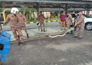 ULAR sawa batik yang berjaya ditangkap anggota bomba di SK Sungai Petai, Pasir Puteh, Kelantan, semalam.UTUSAN/IHSAN JBPM