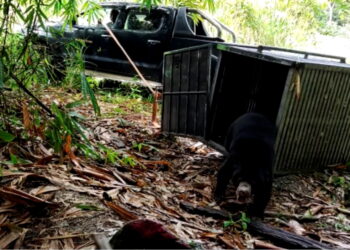 BERUANG matahari yang tersesat sehingga menggigit seorang anggota bomba dilepaskan semula setelah ia diselamatkan di Kampung Selengkoh Tengah, Yan.