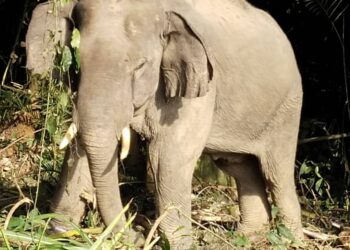 SEEKOR liar jantan yang dipindahkan oleh Perhilitan Kelantan di Kampung Merbau Bekok, Kuala Krai, Kelantan.-UTUSAN/IHSAN PERHILITAN