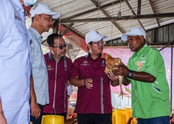 EWON Benedick melihat ayam kampung yang diternak oleh Ladang Ternakan Ayam Keluarga Haji Sharief Melaka Berhad, Asahan, Melaka. - UTUSAN/SYAFEEQ AHMAD