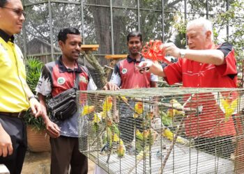 ABDUL RAHIM Thamby Chik membuka sangkar melepaskan burung cinta di sangkar Aviary di Taman Buaya dan Rekreasi Melaka (TBRM), Ayer Keroh, Melaka. - UTUSAN/AMRAN MULUP