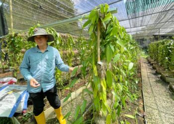 LEO Komuji menunjukkan vanila yang telah menghasilkan buah