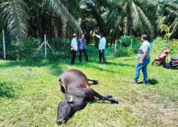 SALAH seekor daripada 50 lembu yang mati dipercayai diracun di Machap Umboo, Alor Gajah, Melaka.