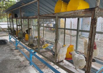 SEBAHAGIAN ayam hidup yang dirampas pihak Maqis dalam serbuan di pangkalan haram Tanjung,Pengkalan Kubor, Tumpat.-UTUSAN/IHSAN MAQIS 