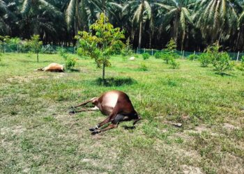 SEBAHAGIAN daripada 50 lembu yang mati dipercayai diracun di Machap Umboo, Alor Gajah, Melaka.