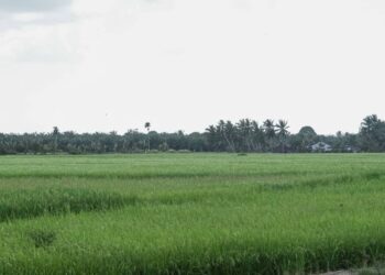 PANDANGAN panorama sawah padi di Kampung Janda Berhias, Jasin, Melaka. UTUSAN/SYAFEEQ AHMAD
