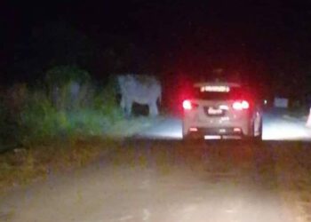 TANGKAP layar kemunculan kumpulan gajah liar di laluan antara Felda Kota Gelanggi menuju Felda Lepar Utara di Jerantut, Pahang.