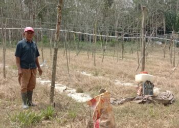 YUSZAINI Yahya menunjukkan kebun sayur-sayurannya yang musnah ditenggelami banjir di Kampung Spang Loi, Segamat.